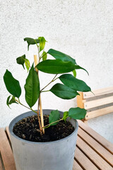 Potted Greenery in Minimalist Setting for Home Decor and Relaxation Concepts