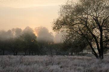 Autumn landscape on a frosty morning, trees and grass.