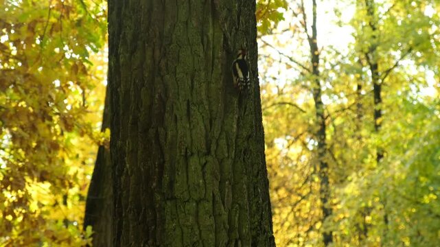woodpecker on a tree trunk in the autumn forest