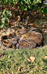 Portrait of a brown and golden cat lying in the shade of trees.