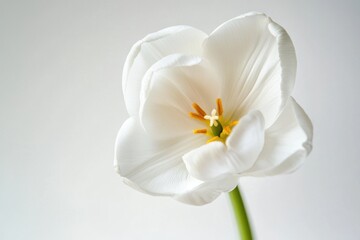 Fototapeta premium A close-up view of a white flower in a decorative vase, great for decorative or floral arrangements