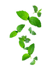 Levitation of fresh mint leaves with drops of water isolated on white background