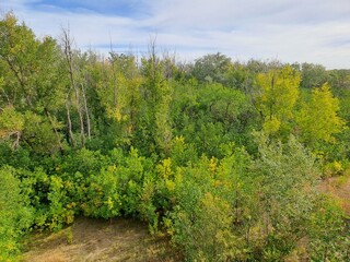 trees in the forest