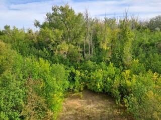 Obraz premium green forest in the summer