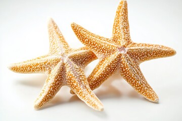 A pair of starfish sitting together on a clean white background