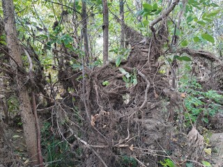 roots in the forest