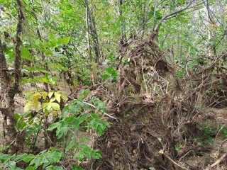 roots in the forest