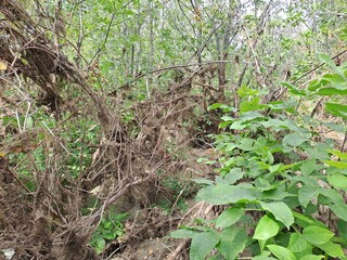 the roots of a tree