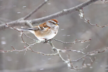 Small American tree sparrow Spizelloides arborea clings to a branch as it braces against the wind and snow