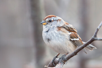 Small American tree sparrow Spizelloides arborea perched on a branch