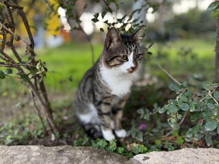 street cat walks lies down resting. High quality photo