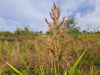 the field and the sky