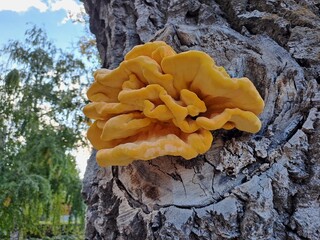 mushroom on tree