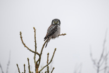 Northern hawk owl Surnia ulula sitting at the top of a coniferous tree on a misty drizzly cold gray December afternoon in northern Ontario Canada