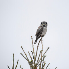 Northern hawk owl Surnia ulula sitting at the top of a coniferous tree on a misty drizzly cold gray December afternoon in northern Ontario Canada