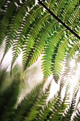Sunlight Illuminates Delicate Green Fern Fronds