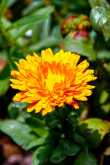 Flor Caléndula Naranja en Exterior / 
Calendula officinalis