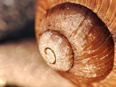 beautiful yellow bright orange spiral snail shell in macro photography on golden background