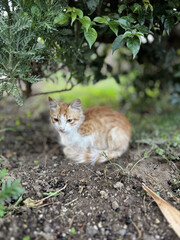 street cat walks lies down resting. High quality photo