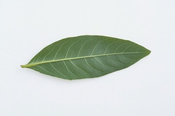 Obraz premium Single green leaf isolated on white background. (1)