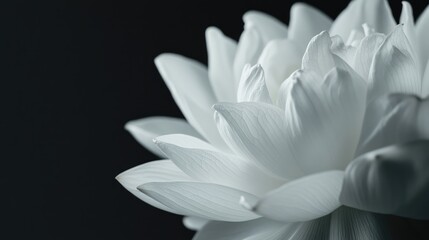 Fototapeta premium Intimate Capture of a White Lotus Blossom Against a Dark Backdrop