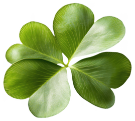 PNG Six-leaf clover illustration