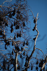 A colony of bats hanging from tree branches against a clear blue sky.