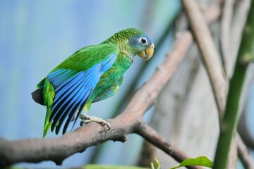 A beautiful Jamaican amazon sits on the branch. Amazona collaria. Portrait of a yellow-billed amazon.