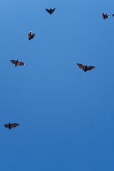 Bats flying against a clear blue sky.