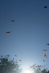 Birds soar gracefully in the clear blue sky.