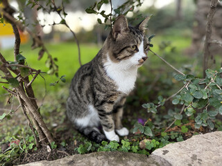 street cat walks lies down resting. High quality photo