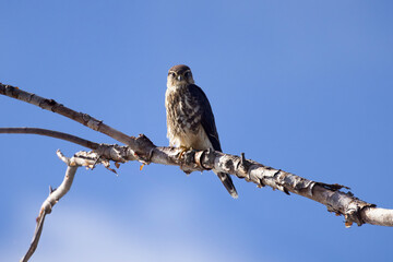 Merlin falcon Falco columbarius perched on a branch with blue sky