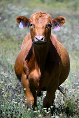 Large red cattle with two ear tags walking in a field of wildflowers on a farm on Amherst Island Ontario Canada