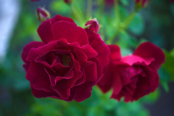 Dark red rose flowers on a green bush. A beautiful rose in the garden.