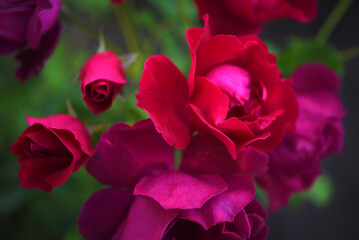 Dark red rose flowers on a green bush. A beautiful rose in the garden.
