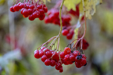 Red berry viburnum. Red berries of Viburnum in autumn closeup macro. Wonderful world of nature. Berries on a branch. Cranberry of winter. Guelder red