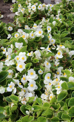 Begonia growing in a flower bed