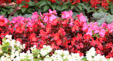 Begonia growing in a flower bed