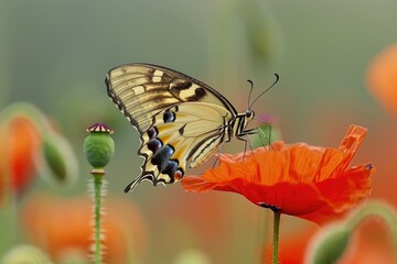 Obraz premium A butterfly sits on a bright red flower