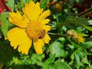 bee on yellow flower