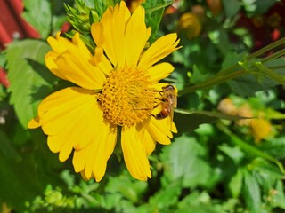 bee on yellow flower