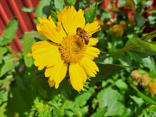 bee on yellow flower