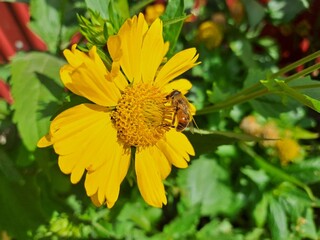 bee on yellow flower