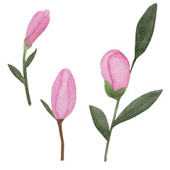 Pink magnolia. Collection magnolia flowers on an isolated white background, watercolor floral design elements.  Flowers set with Magnolia flowers. Pink flower