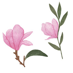 Pink magnolia. Collection magnolia flowers on an isolated white background, watercolor floral design elements.  Flowers set with Magnolia flowers. Pink flower