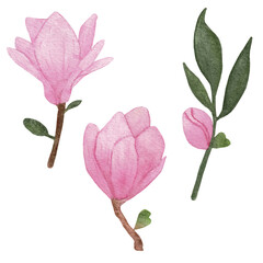 Pink magnolia. Collection magnolia flowers on an isolated white background, watercolor floral design elements.  Flowers set with Magnolia flowers. Pink flower