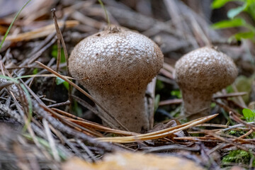 Mushrooms, lycoperdon perlatum on the forest floor