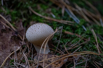 Mushrooms, lycoperdon perlatum on the forest floor