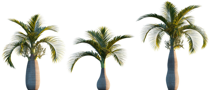 Hyophorbe lagenicaulis (bottle palm or palmiste gargoulette) palm frontal isolated png on a transparent background perfectly cutout