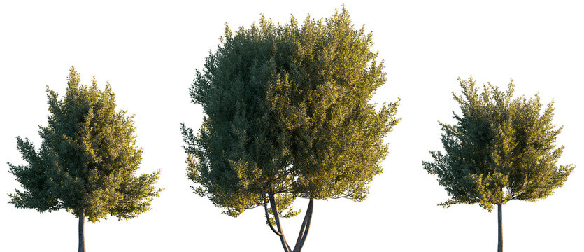 Laurus nobilis (bay tree, bay laurel, sweet bay, true laurel, Grecian laurel) frontal set trees isolated png in sunset lighting on a transparent background perfectly cutout 